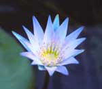 Blue Lotus Nymphaea caerulea